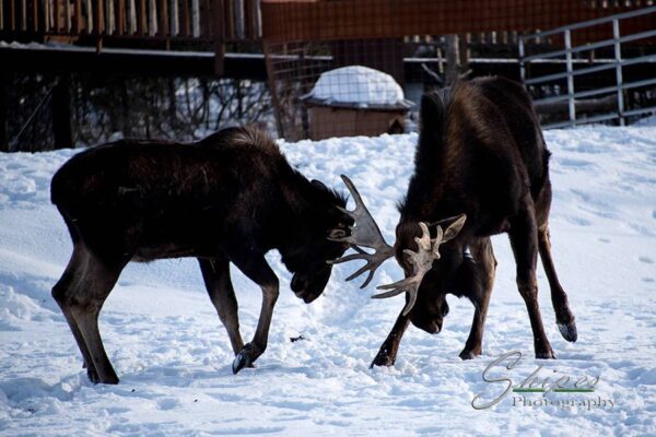 Alaska Wildlife Conservation Center – Bear Encounter Tour for 5 – Portage - Image 9