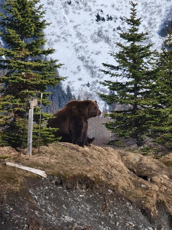 Alaska Wildlife Conservation Center – Bear Encounter Tour for 5 – Portage - Image 3