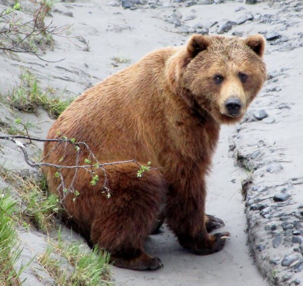 Alaska Wildlife Conservation Center – Bear Encounter Tour for 5 – Portage - Image 4