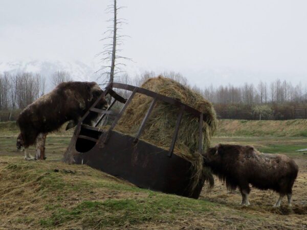 Alaska Wildlife Conservation Center – Bear Encounter Tour for 5 – Portage - Image 7