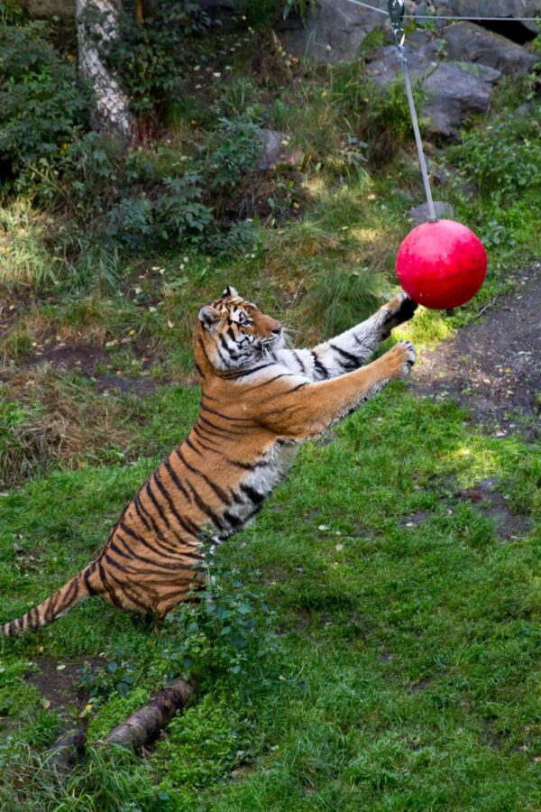 Alaska Zoo - 2 Day Passes - Anchorage - Image 7