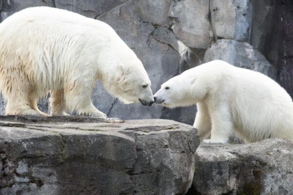 Alaska Zoo - 2 Day Passes - Anchorage - Image 2