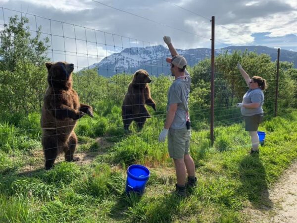 Alaska Wildlife Conservation Center – Bear Encounter Tour for 5 – Portage - Image 2
