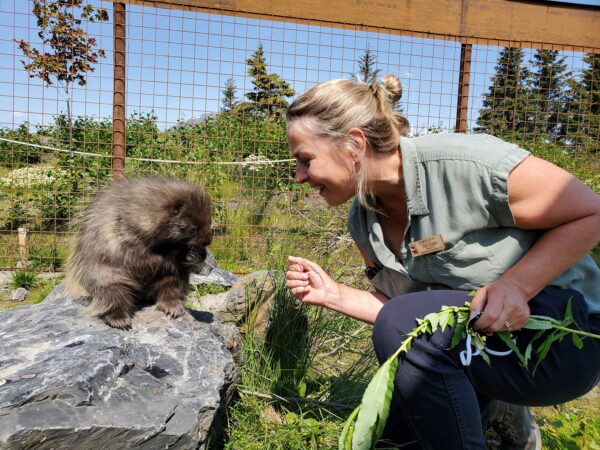 Alaska Wildlife Conservation Center – Walk on the Wild Side Tour for 2 – Portage - Image 2